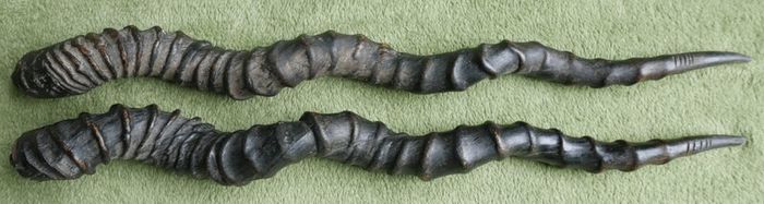 Antique Black Buck Horns 1800's Rare Horns Length 22"