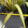 Evergreen large Phormium Yellow Wave Image 2