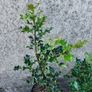Holly Hedging Image 3