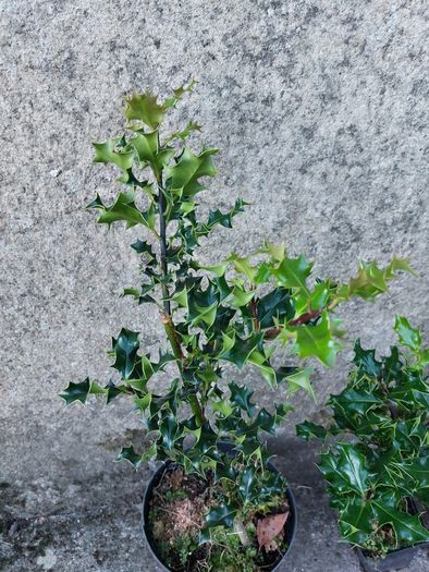 Holly Hedging