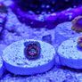 Rainbow Incinerator Zoa Image 6