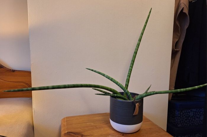 African Spear Plant in Ceramic Pot