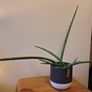 African Spear Plant in Ceramic Pot Image 3