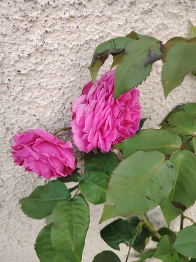 Roze plant