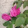 plant Image 2