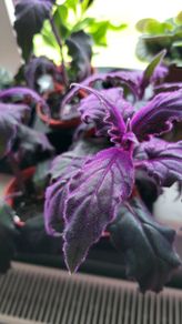 GYNURA "Purple passion" House plant