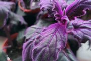 GYNURA "Purple passion" House plant