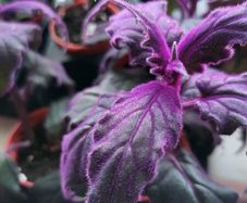GYNURA "Purple passion" House plant