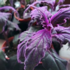 GYNURA "Purple passion" House plant