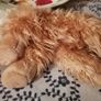 Keel Toys "Honey" Terrier Dog Soft Toy Plush Image 4