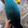Takahe bird plush toy - soft toy Image 5