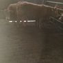 3 yearlings Image 2