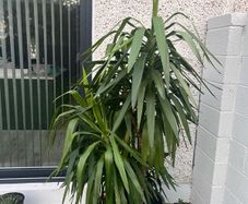Indoor/outdoor Plant