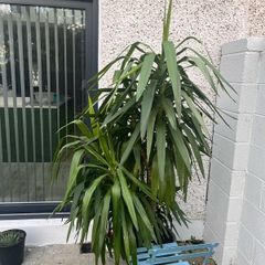 Indoor/outdoor Plant