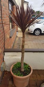 Palm Tree