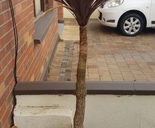 Palm Tree
