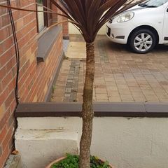 Palm Tree
