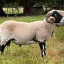 Swaledale Rams Image 5