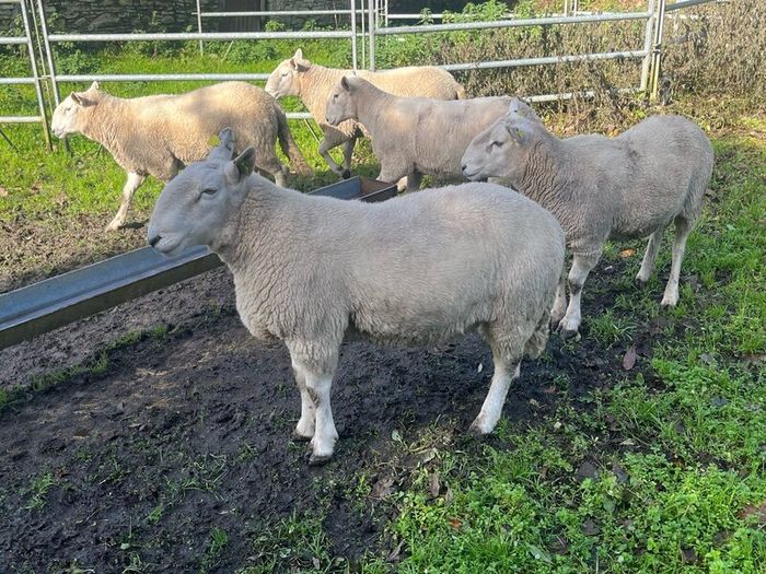 SIS Pedigree Cheviot and Charollais