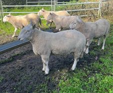 SIS Pedigree Cheviot and Charollais
