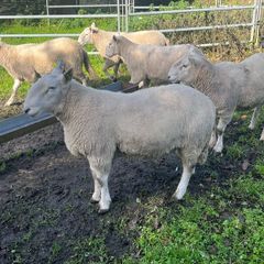 SIS Pedigree Cheviot and Charollais