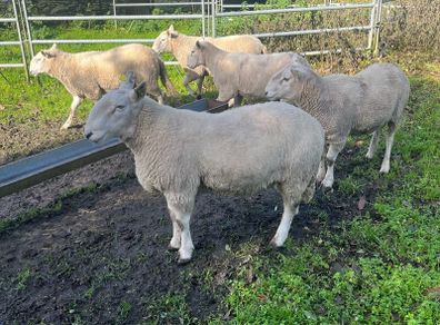 SIS Pedigree Cheviot and Charollais