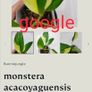 No.2 Monstera Acacoyaguensis Variegated Image 3