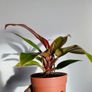 Philodendron Prince of Orange Plant Image 3