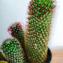 cactus plant, Buy one, get the second one for free Image 4