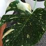 Very large Monstera Thai Constellation plant Image 5