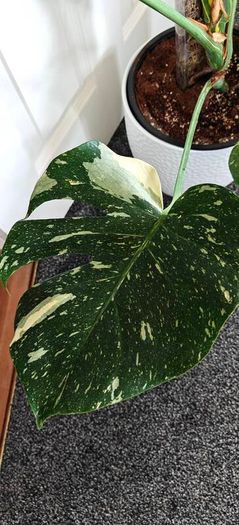 Very large Monstera Thai Constellation plant