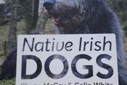 Native Irish Dogs