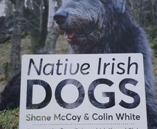 Native Irish Dogs