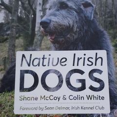 Native Irish Dogs
