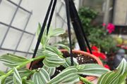 Tradescantia albiflora