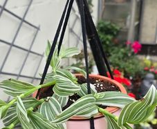 Tradescantia albiflora