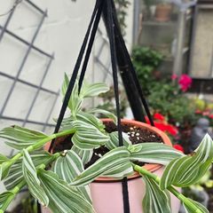 Tradescantia albiflora