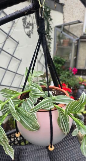 Tradescantia albiflora