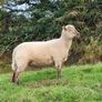Ewe Hoggets Image 4
