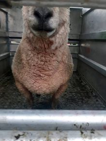 Vendeen ram