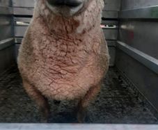 Vendeen ram