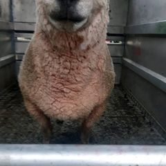 Vendeen ram