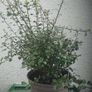 Pittosporum Image 3