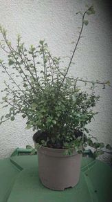 Pittosporum