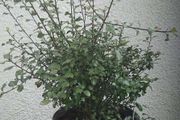 Pittosporum