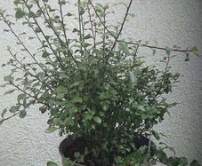 Pittosporum