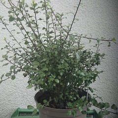 Pittosporum