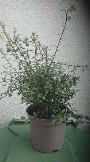 Pittosporum