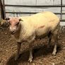 Rams Image 3