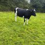 10 February calving Xbred heifers Image 4